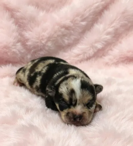 Lindos bebês chihuahua