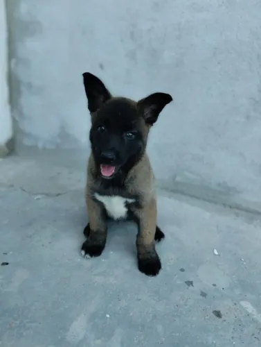 Pastor malinois