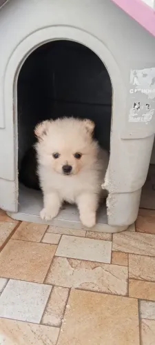 Lulu macho, desmamado e vermifugado.