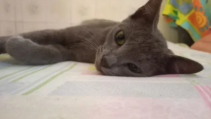 Gatinho para ADOÇÃO RESPONSÁVEL