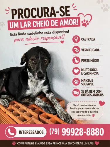 Adoção de cadela 