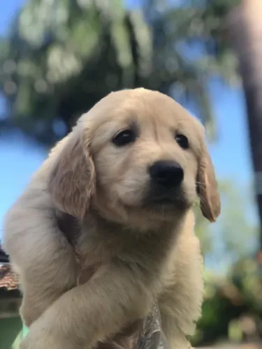 Golden retriever perfeito para familia 
