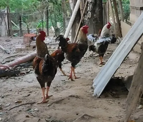 Caipira Melhorado - Ovos Galados