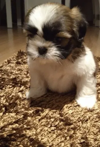 Shih Tzu micro
