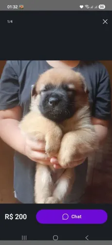 Filhote de chow chow