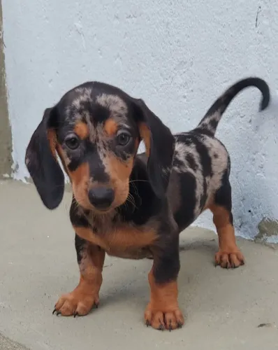 Filhote de Dachshund, Basset, Teckel, Salsichinha
