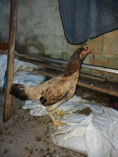 Vendo galinha carioca