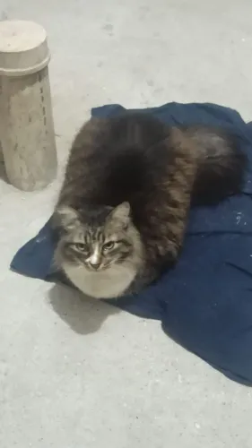 Gata para doação