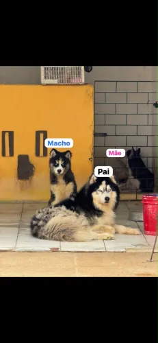 Husky siberiano puro