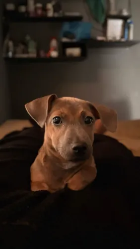 Doação de pets 