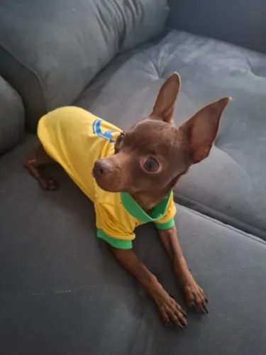 Pincher n° 1