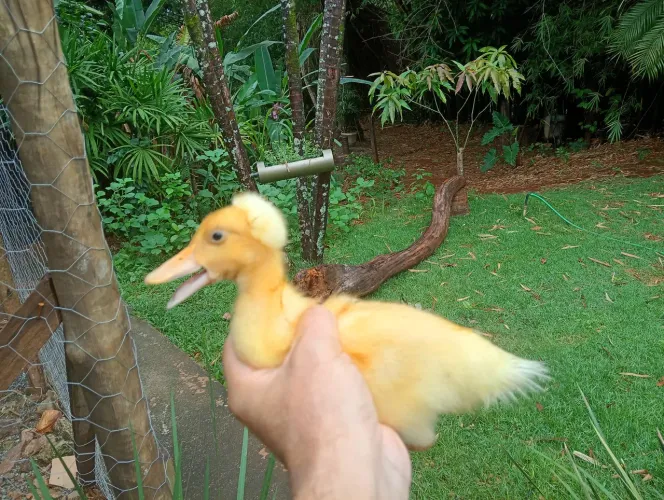 5 filhotes de marrequinhos disponíveis,pais tem pompom gigante,não perca essa promoção.