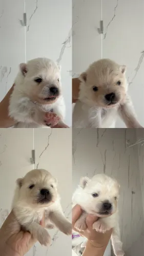 Filhotes spitz alemão
