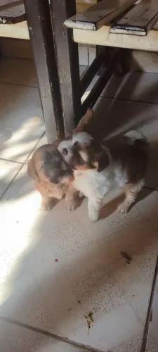 Shitzu machos