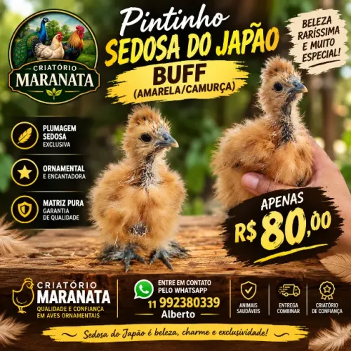 Pintinho Sedosa do Japão Buff Pura - Ornamental Rara | R$ 80