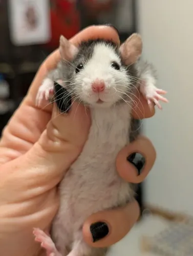 RATOS PETS OU ALIMENTAÇÃO