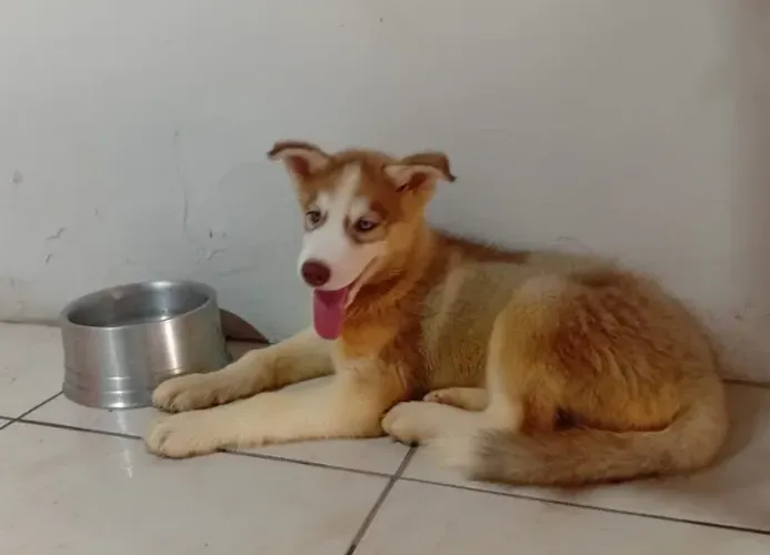 Filhote Husky Siberiano