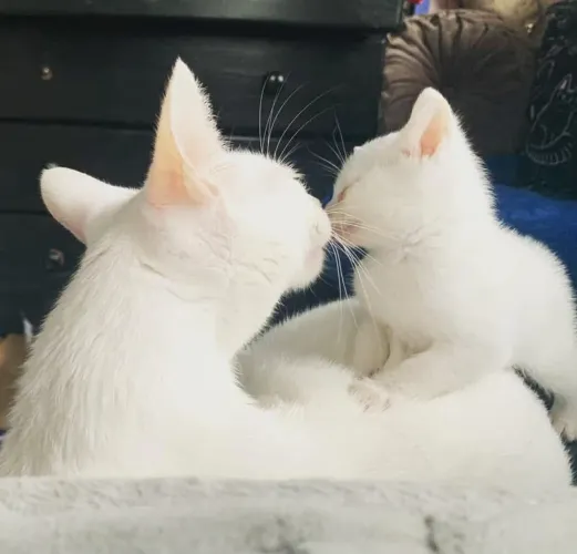 Russian white hipoalergenico
