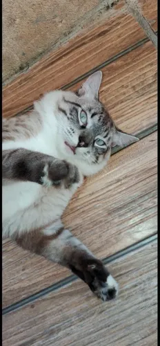 Adoção Gato macho castrado 