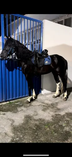 CAVALO PAMPA