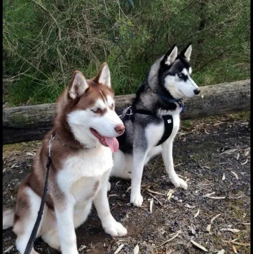 Venda de husky siberiano filhotes 1500,00