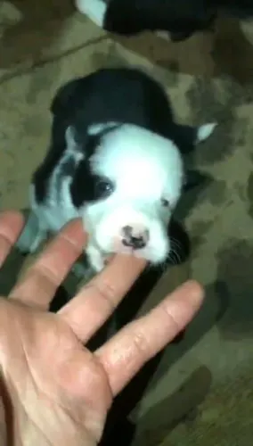 Boder collie lindos e saudáveis e ótima genética últimos disponíveis