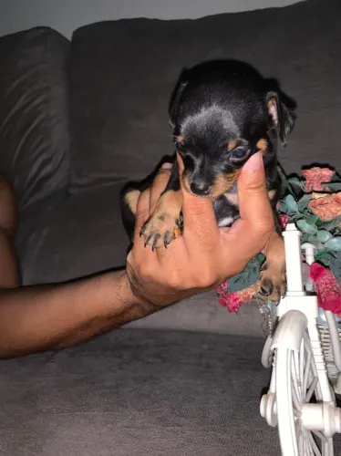 Pinscher ZERO