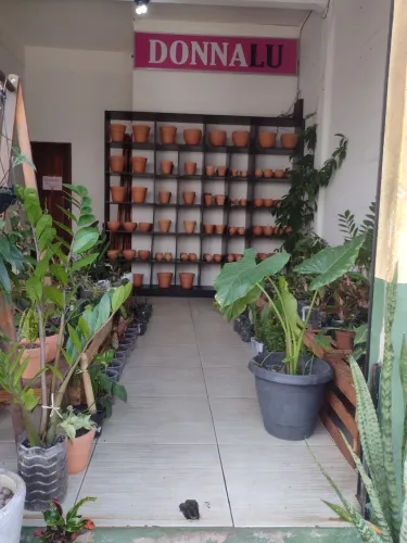 Vasos e plantas 