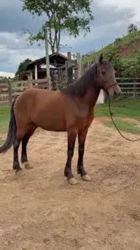 Cavalo