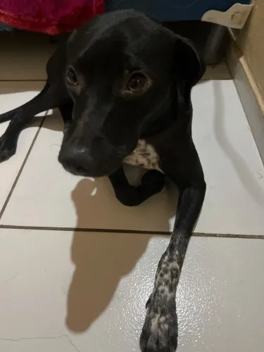 Pra adoção 