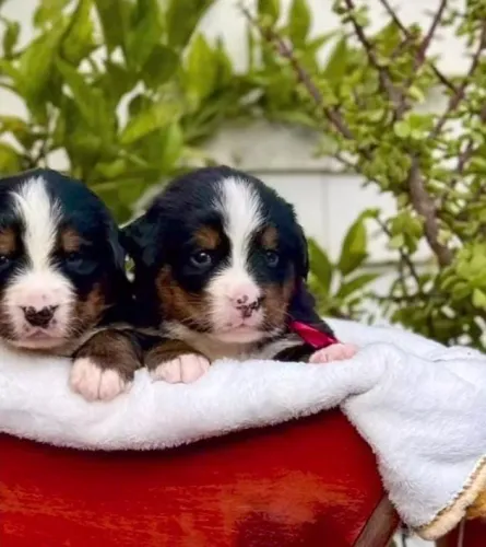 Filhotes de Bernese | Um encanto difícil de esquecer.