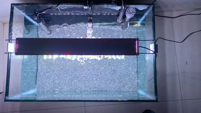 Aquario