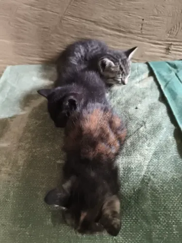 Doações de gatinhos