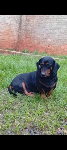 Cachorro da raça bassê famoso linguiçinha