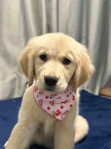 Golden retriever com pedigree
