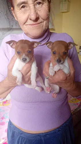 Vende se filhote de pinther, macho com vacina e desvermezado 1000 fêmea com vacina desfeme