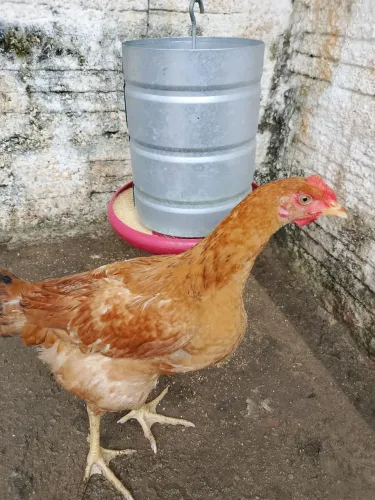 Galinhas de Linhagem pra corte 