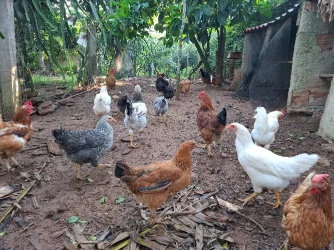 Animais para Agropecuária 