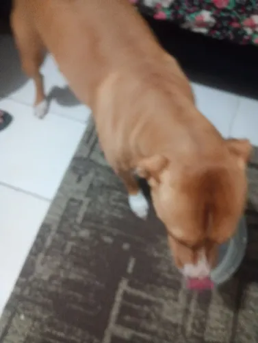Cahorra De Raça Pit Bull