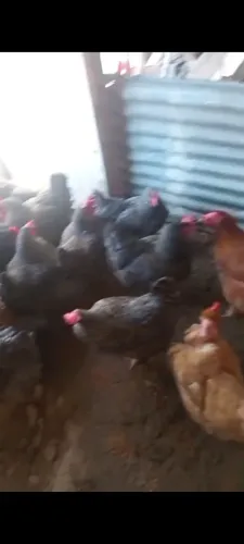 Galinha