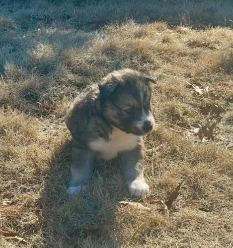 Filhotes de Husky Siberiano | Venha conhecer os novos destaques da nossa loja