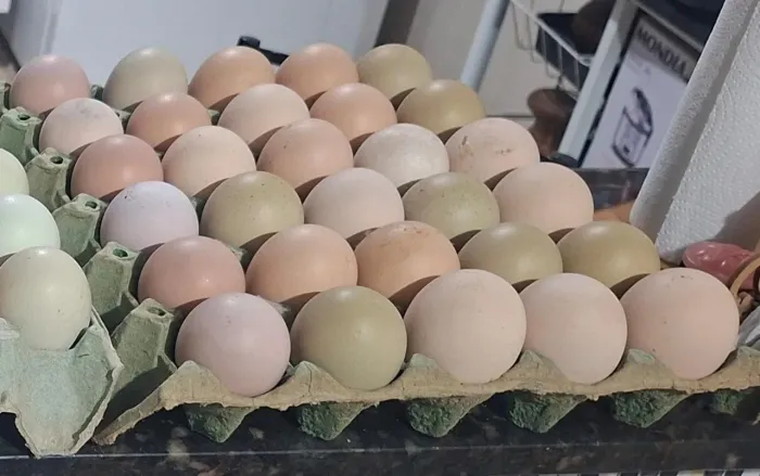 Ovos de galinha sertaneja balão - GSB