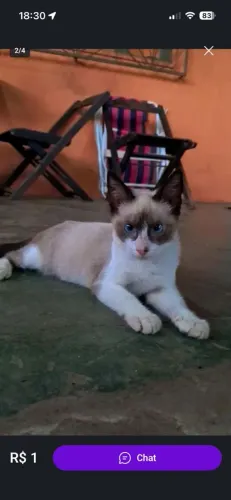 GATINHOS PARA DOAÇÃO