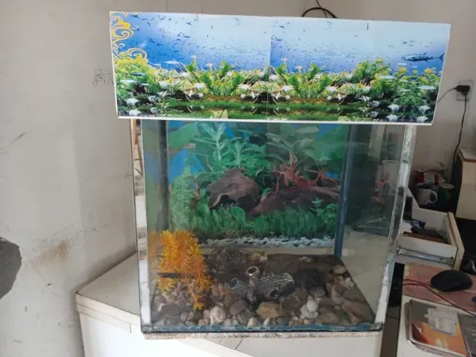 Aquario com tampa e acessorios