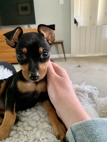 Filhotes De Pinscher - Quem Resiste A Um Focinho Fofinho Como Este