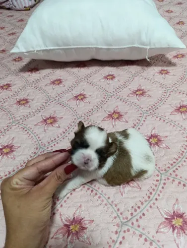 Filhotes de Shitzu mini
