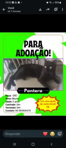 Estou doando gato e gata com ajuda de custo inicial
