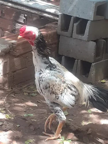 Vendo 2 frangos de raça boa