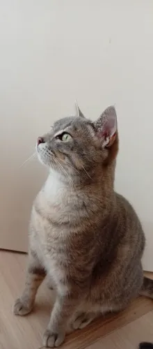 Doa- se gatinho
