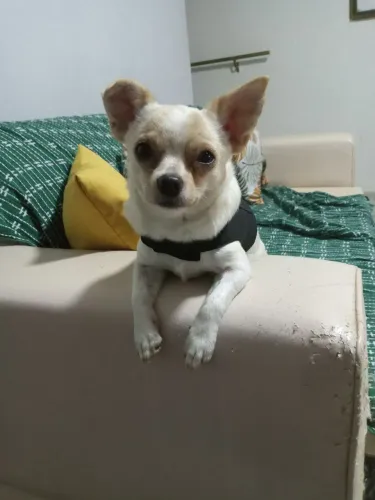 Chihuahuas Macho creme e branco